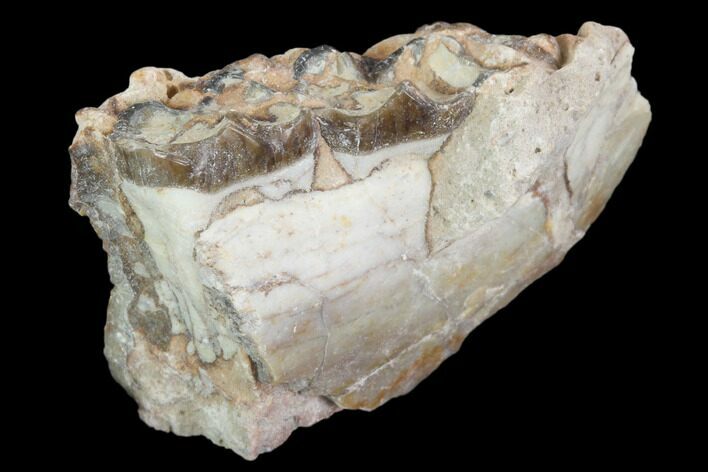 Oligocene Horse (Mesohippus) Jaw Section #101874